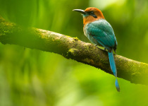Broad-billed Motmot © Steve Ogle