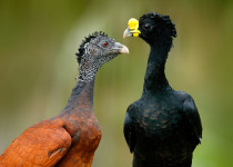 Great Curassow