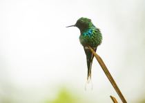 Green Thorntail © Steve Ogle