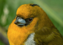 Prong-billed Barbet © Steve Ogle