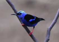 Red-legged Honeycreeper