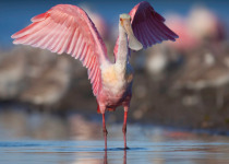 Roseate Spoonbill