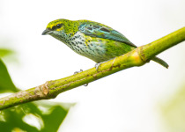 Speckled Tanager