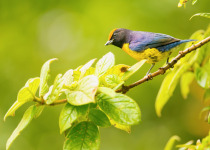 Tawny-capped Euphonia © Steve Ogle