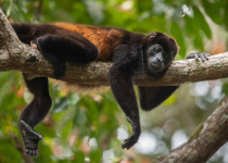 Howler Monkey