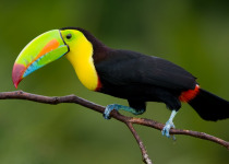 Keel-billed Toucan on branch