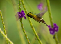 Black-crested Coquette