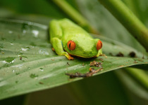 Red-eyed Tree Frog