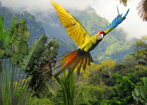 Great Green Macaws