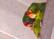 Crimson-fronted Parakeets