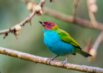 Bay-headed Tanager