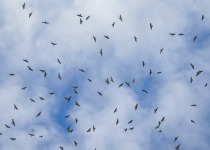 Broad-winged Hawk and Mississippi Kite migration