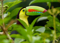 Keel-billed Toucan