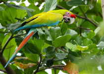 Great Green Macaw