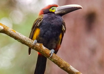 Yellow-eared Toucanet
