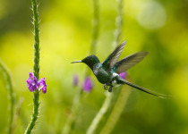 Green Thorntail