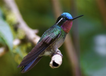Purple-throated Mountain Gem