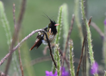 Black-crested Coquette