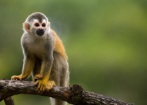 Squirrel monkey