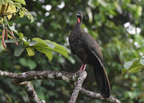 Crested Guan