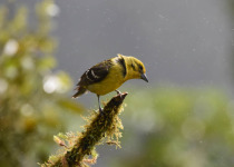 Flame-colored Tanager