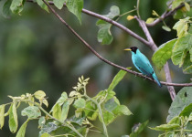 Green Honeycreeper