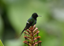 Green Thorntail