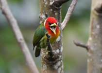 Red-headed Barbet © Cam Gillies