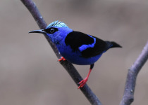 Red-legged Honeycreeper