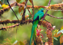 Resplendent Quetzal
