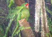 Crimson-fronted Parakeets
