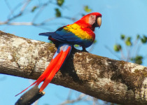 Scarlet Macaw