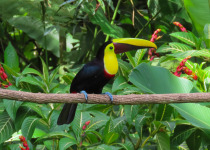 Yellow-throated Toucan