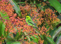 Emerald Tanager
