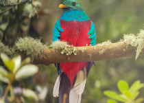 Resplendent Quetzal