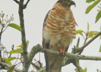 Hook-billed Kite