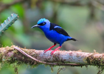 Red-legged Honeycreeper