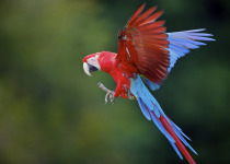 Scarlet Macaw