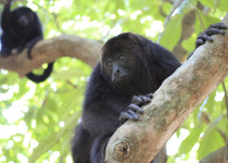 Black Howler Monkeys in Belize