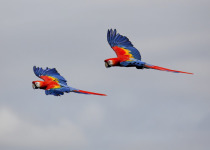 Scarlet Macaws in flight