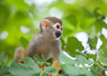 Squirrel Monkey