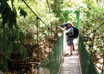 walkway in rainforest