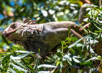 Iguana © David Newland