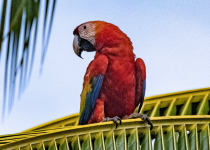 Scarlet Macaw © David Newland