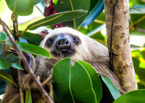 sloth © David Newland