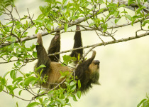 Hoffmann's two-toed sloth © S Ogle