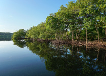 Mangrove trees along the shore reflected in water surface of the Caribbean sea, Panama, Central America