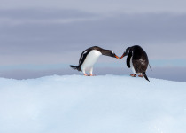 Gentoo penguins