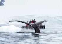 Whale Fluke in Charlotte Bay Antarctica