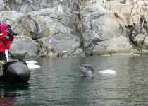 Watching a leopard seal from Zodiac